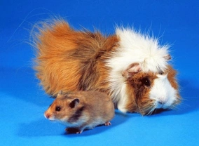 Hamster or Guinea Pig? Which Would be Best For You?