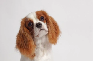 How clever are Cavalier King Charles spaniels?