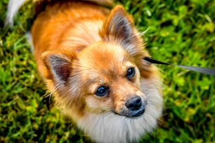 Is a Pomchi the right dog for you?