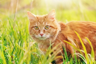Feline infectious anaemia - What you need to know