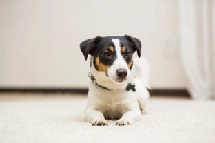 How and why to teach your dog to use a settle mat