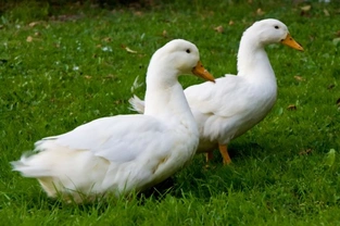 Ducks - General health and well being