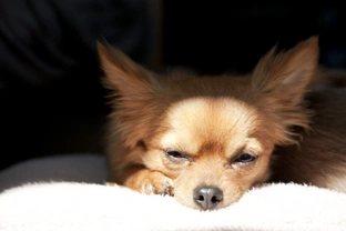 Photophobia or light sensitivity in dogs