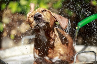 Why do some dogs go loopy after they’ve had a bath or a grooming session?