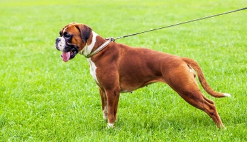 What are the downsides of owning a boxer dog?