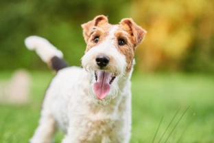 Six symptoms that you might not realise could mean that your dog has fleas