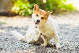 Top Five Causes of Itching in Dogs