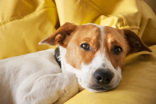 Five things that can make your dog depressed