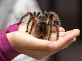 Keeping insects and spiders as pets - Introduction to invertebrates