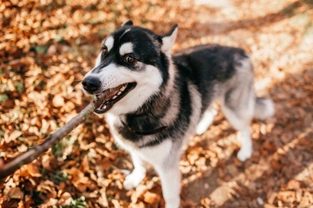 How can I discourage my dog from picking up sticks?