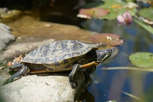 Keeping Turtles in an Outside Pond in the UK