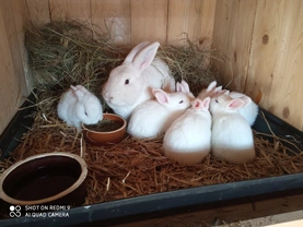 Základy reprodukce domácích králíků 1 –  Vybrané vnitřní (genetické) vlivy působící na rozmnožování králíků