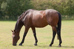 Common diseases and ailments of horses and ponies