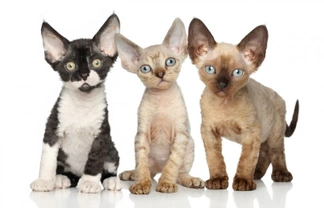 10 interesting and informative facts about the Devon Rex cat breed for prospective kitten buyers