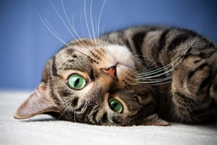 What are the most common cat health conditions treated by vets in the UK?