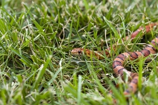 Snakes on the loose - Why so many reptiles are being abandoned in the wild