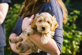Five things you need to know to keep your cockapoo safe in summer