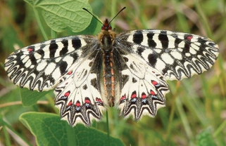Pestrokřídlec podražcový – exotický skvost aneb motýlí pěšinkou za klukovským snem