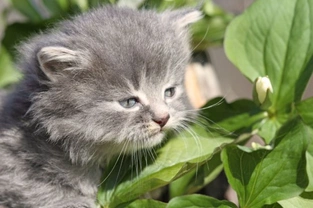Cats and Poisonous Plants