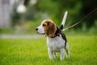 How to walk your dog effectively during the Covid 19 coronavirus Stay at Home restrictions