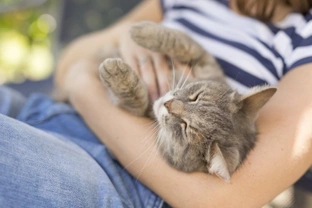 Ten Health Benefits of Cat Ownership