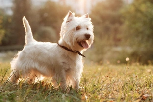Seven interesting statistics about West Highland white terriers in the UK
