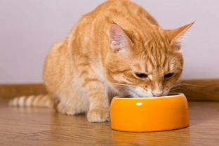 The Benefits of Feeding the Right Diet To Cats According to their Ages