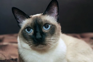 Sharing your home with Siamese cats