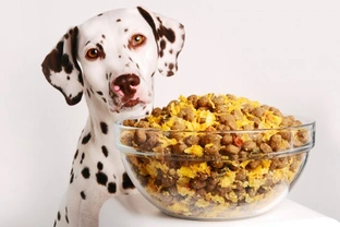 The Benefits of Homemade Dog Food