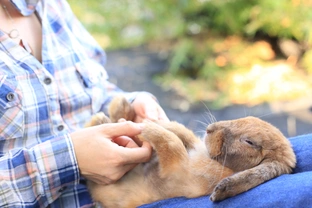 Pořizujeme králíčka: Je pro vás králík tím pravým mazlíčkem?