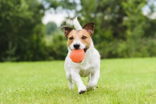 Four types of toys to buy for your Jack Russell