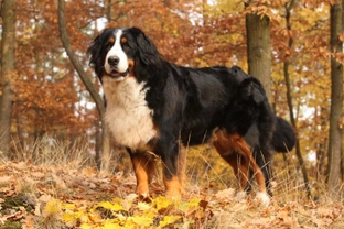 Osteochondrosis in the Bernese mountain dog