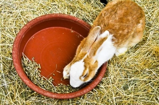 Preventing digestive disorders in your rabbits