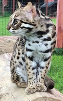 Asijská leopardí kočka – ALC – Asian leopard cat – Divoká bengálská kočka