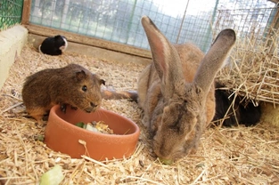How to Enrich the Lives of Rabbits, Guinea Pigs, Hamsters and Gerbils