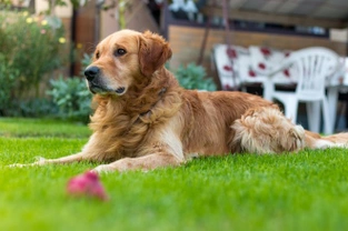 Tips on How to Keep a Lawn Looking Good for Dog Owners