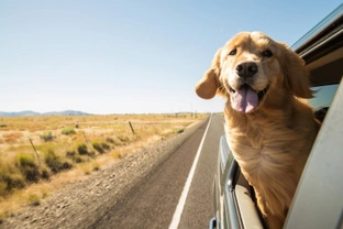 Five frequently asked questions about car sickness in dogs