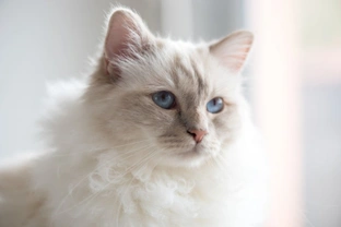 How to care for your young female cat if you’re having to delay her spay operation?