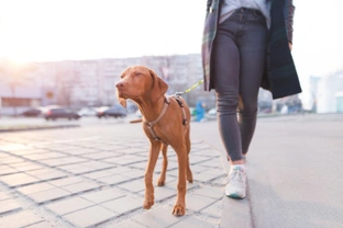 Social distancing and walking your dog