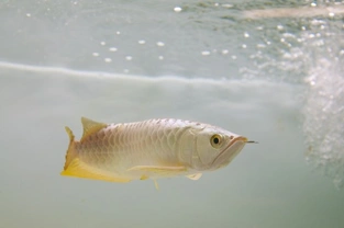 6 Rare Saltwater & 6 Unusual Freshwater Fish
