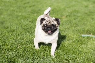 Swedish study reveals that a third of pugs may suffer from problems walking