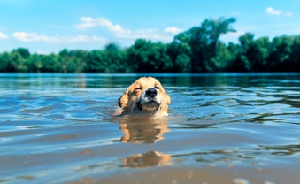 Teach your dog to swim and enjoy water