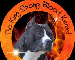Amstaff Puglia - The King Strong Blood Kennel