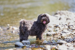 Teaching your dog to stay safe around water
