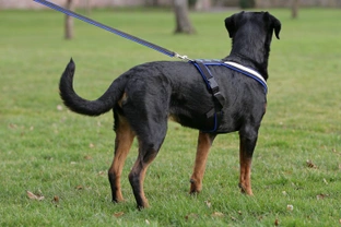 Irish councillor posts warnings about ten dog breeds in local park
