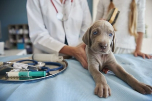 Identifying parvovirus in puppies and adult dogs
