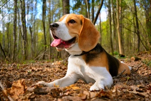 Troubleshooting and tips for training your pet Beagle