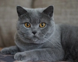 Certosino: prezzo e carattere di questo gatto grigio