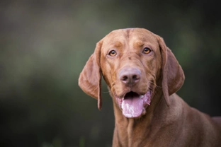 10 things you need to know about the Hungarian vizsla before you buy one