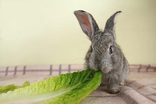 Rabbit Nutrition – 8 FAQs and Answers